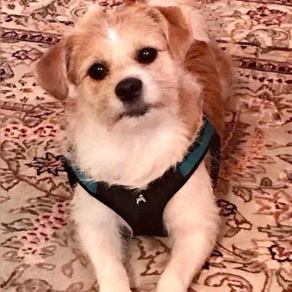 Meet your Posher, Sharrann - Picture 1 of 4